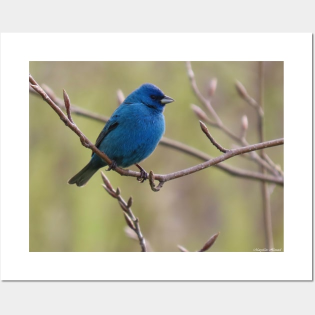 Indigo Bunting No.1 Wall Art by MaryLinH